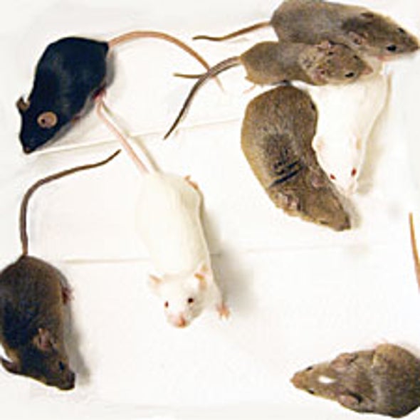 Engineered Mice Mimic Human Populations