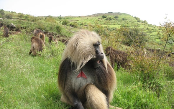 This Primate's Calls Obey a Linguistic Law