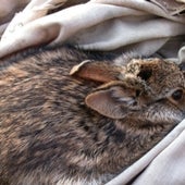 New England Cottontail Rabbit - candidate species