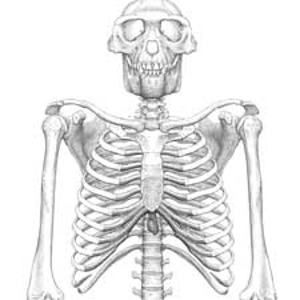 How Humanlike Was "Ardi"?