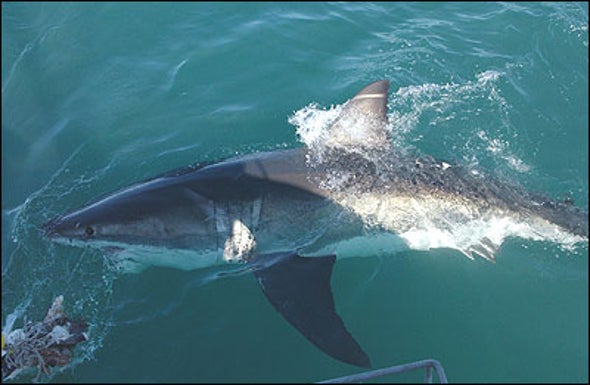 Great White Wanderlust