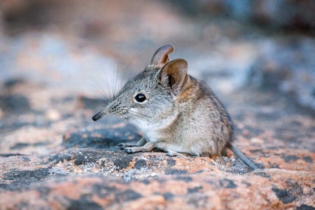 Close up of a cute Elephant shrew sitting on a stone