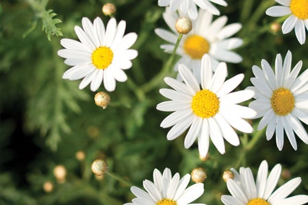 Dalmatian chrysanthemum.