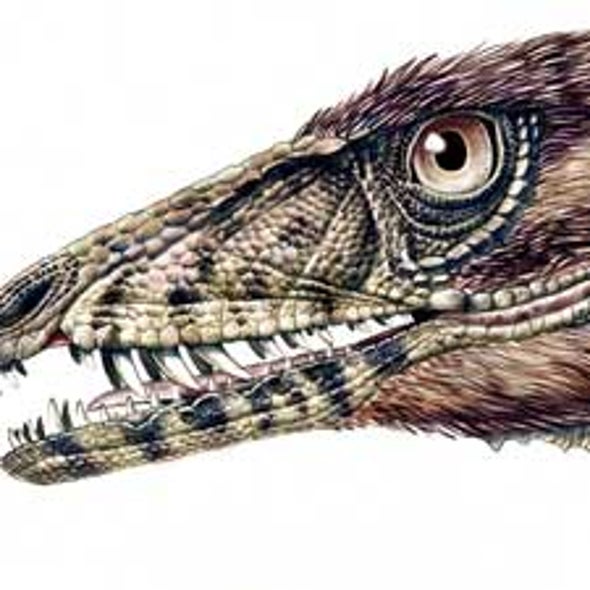 Newly Discovered <i>T. Rex</i> Relative Fleshes Out Early Dino Evolution