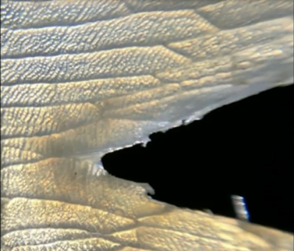 Piranha-Proof Fish Gives Inspiration for Body Armor