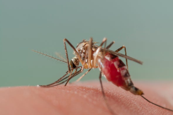 Florida Keys Voters Split on Genetically Modified Mosquito Trial