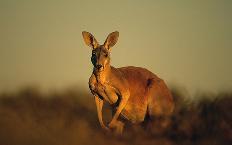 Did a Changing Climate Wipe Out the Giant Kangaroo? - Scientific American