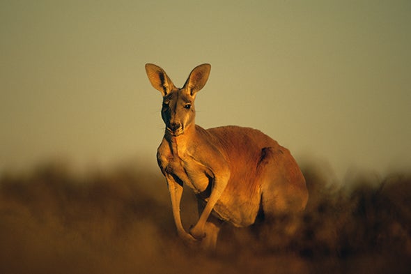 Did a Changing Climate Wipe Out the Giant Kangaroo?