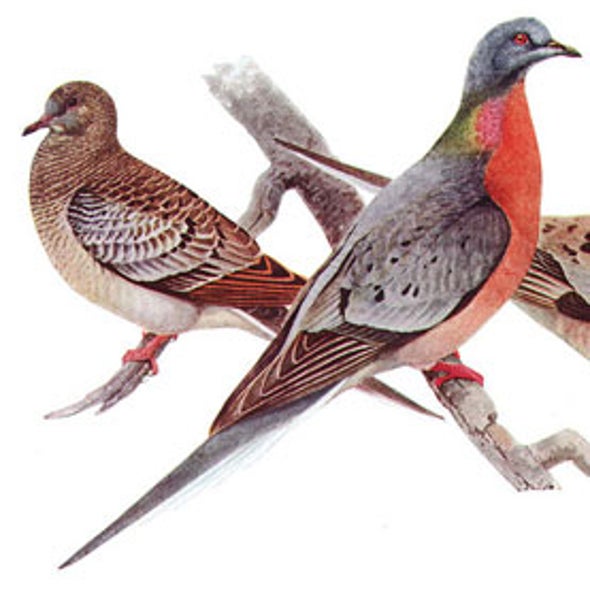 Ancient DNA Could Return Passenger Pigeons to the Sky