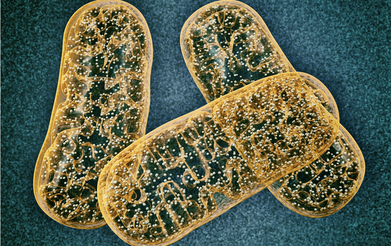 Could Mitochondria Be the Key to a Healthy Brain? - Scientific American