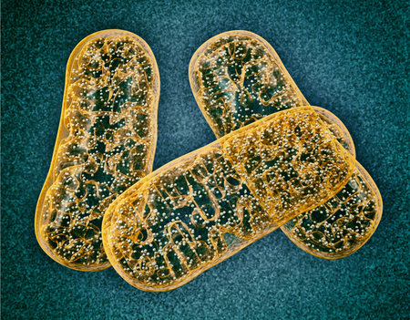 Mitochondria