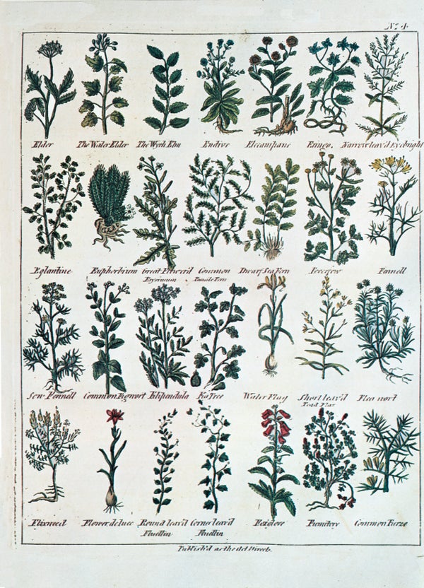 Illustrations of medicinal plants.