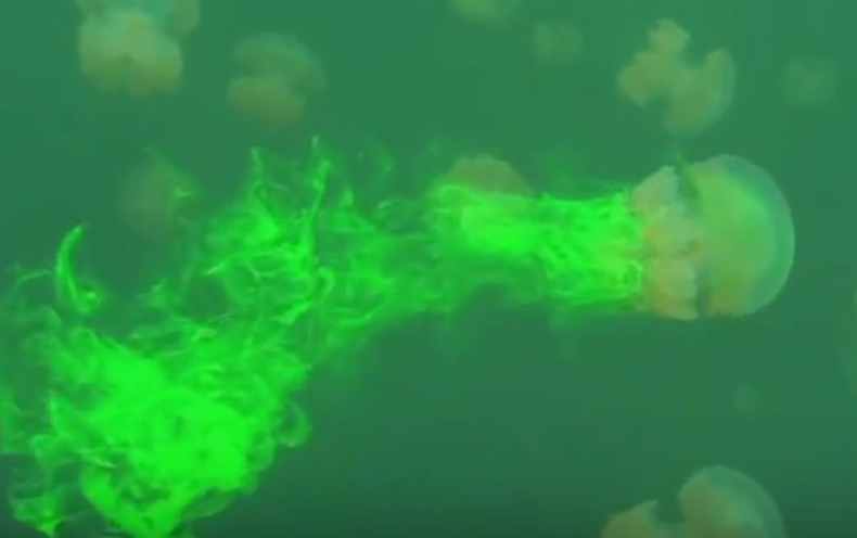 nasa jellyfish experiment