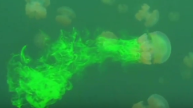 Jellyfish Physics Aid Submarine Design [Video]