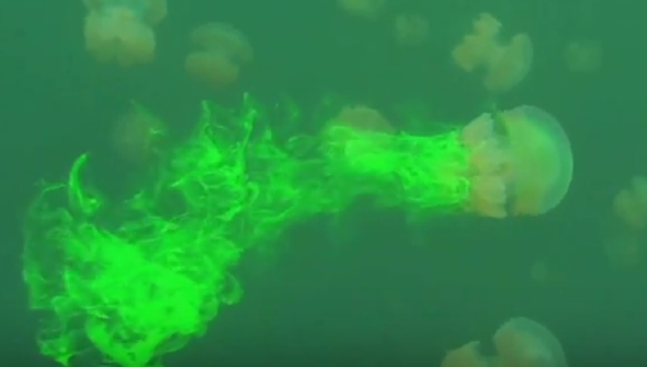 Jellyfish Physics Aid Submarine Design [Video] - Scientific American