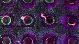 On-Demand Organs Are One Step Closer