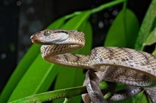 Brown Tree Snakes Twist Themselves into 'Lassos' to Climb