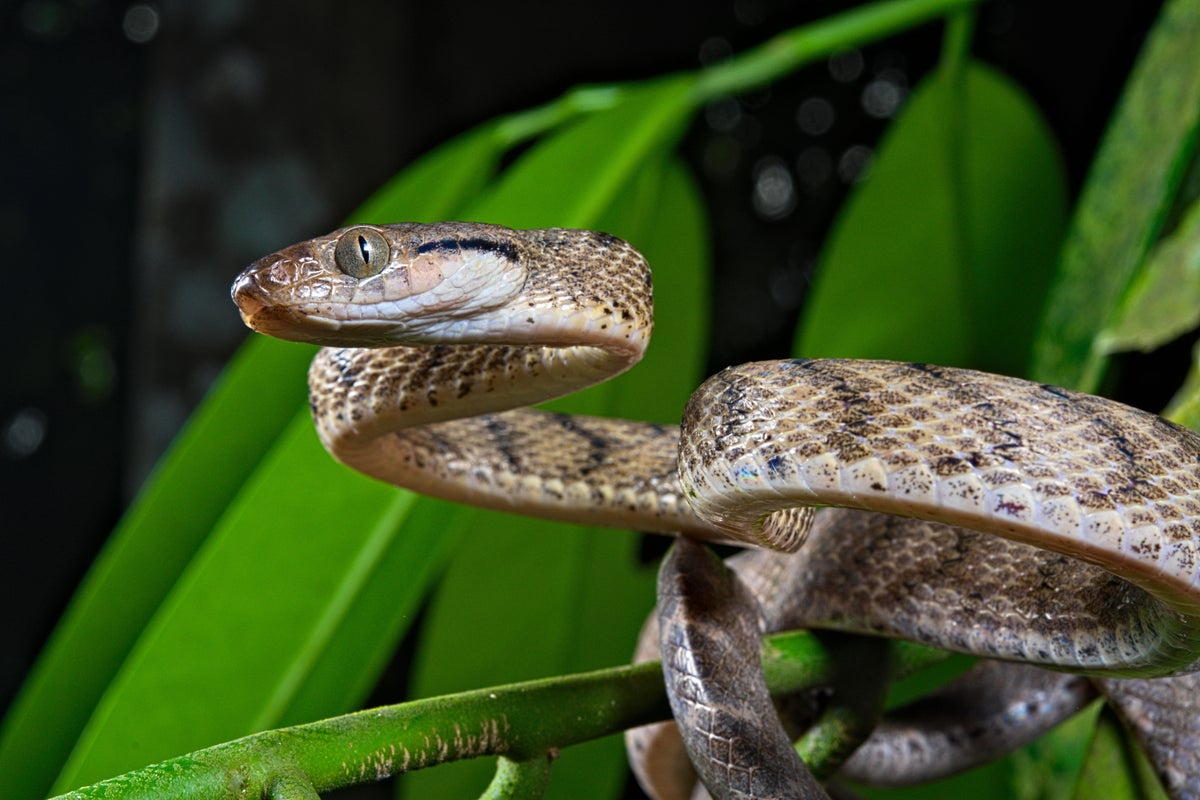 The Green Snakes found in our trees