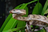 Snakes Can Hear You Scream, New Research Reveals