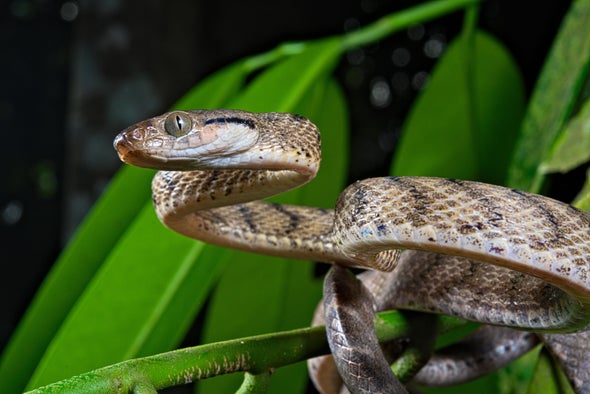 Brown Tree Snakes Twist Themselves into 'Lassos' to Climb