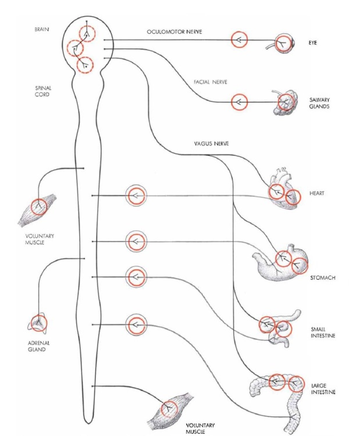 poisons-scientific-american