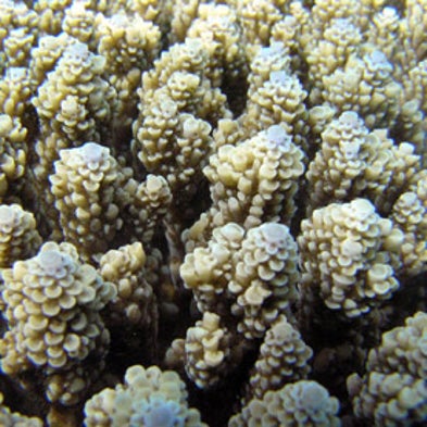 Field Trip: Can Corals Survive Warming Ocean Temperatures? [Slide Show]