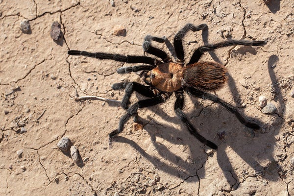 A Texas Brown Tarantula (Aphonopelma hentzi) scurries across the Chihuahuan Desert floor.
