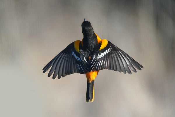 Close up rear view of Baltimore Oriole in flight