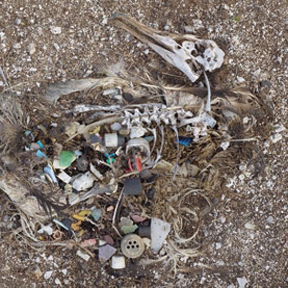 What Is It? Death by Plastic