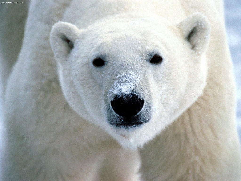 Polar Bears Require More Food To Survive Than Thought Scientific American