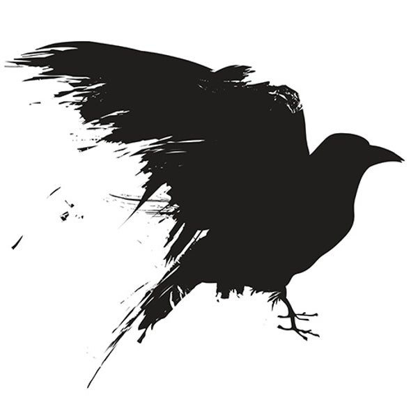crows understand analogies scientific american