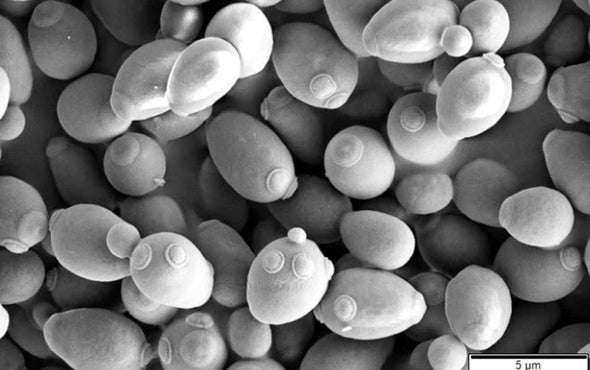 Synthetic Species Designed to Shun Sex with Wild Organisms