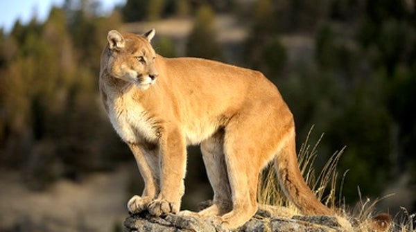 Pumas React to Humans like Prey - Scientific American