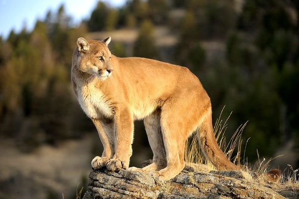 Competitief Ijveraar blozen Pumas React to Humans like Prey - Scientific American