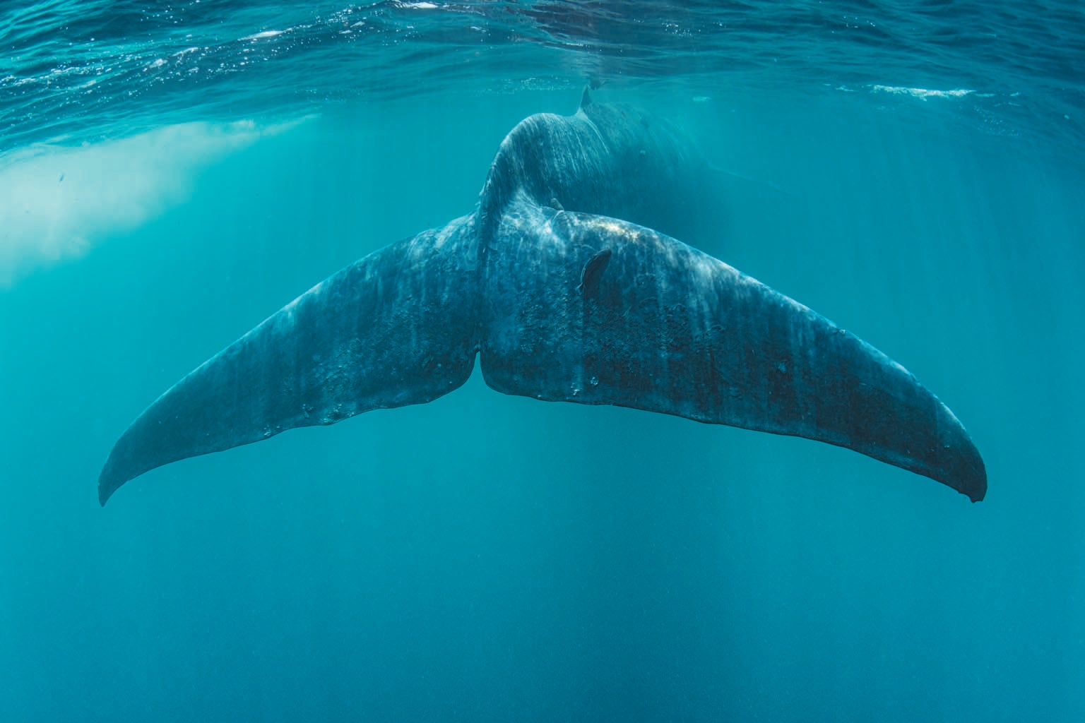 Underwater view of whale swimming away, where the tail takes up most of the frame.