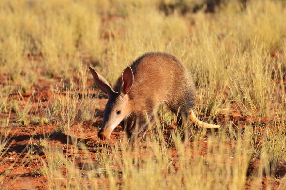 Aardvarks Are Ailing amid Heat and Drought - Scientific American