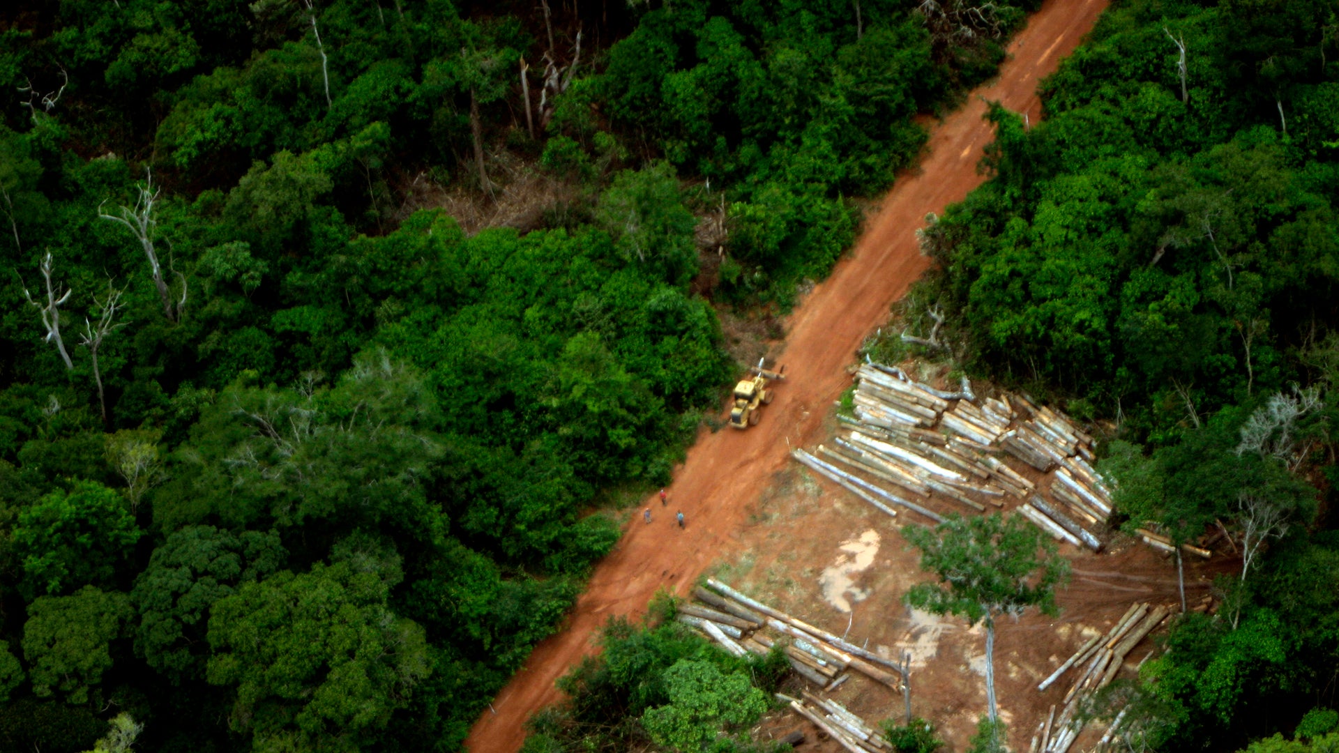 Rainforest Restoration Initiative