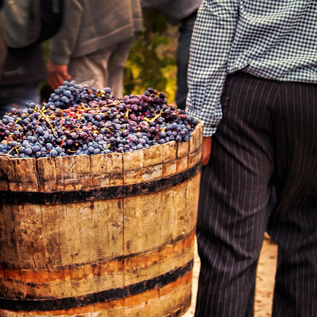 New Method Turns Tons of Wine Waste into Useful Chemicals Scientific