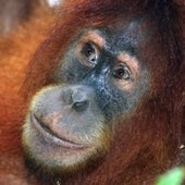 Sumatran Orangutan <i>Pongo abelii</i>