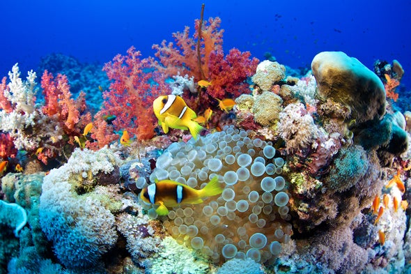 Fishy Trick Lures Life Back to Coral Reefs