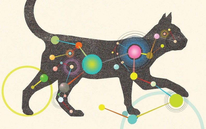 The Inner Life Of Cats Scientific American