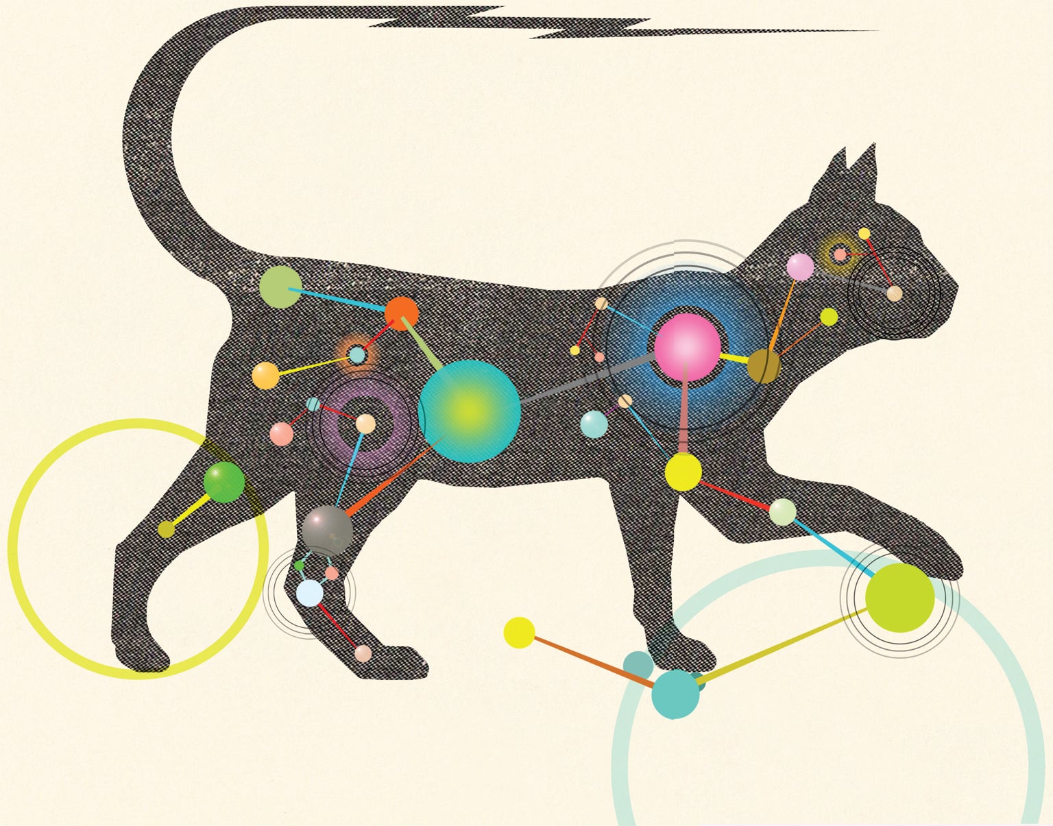 The Inner Life Of Cats Scientific American