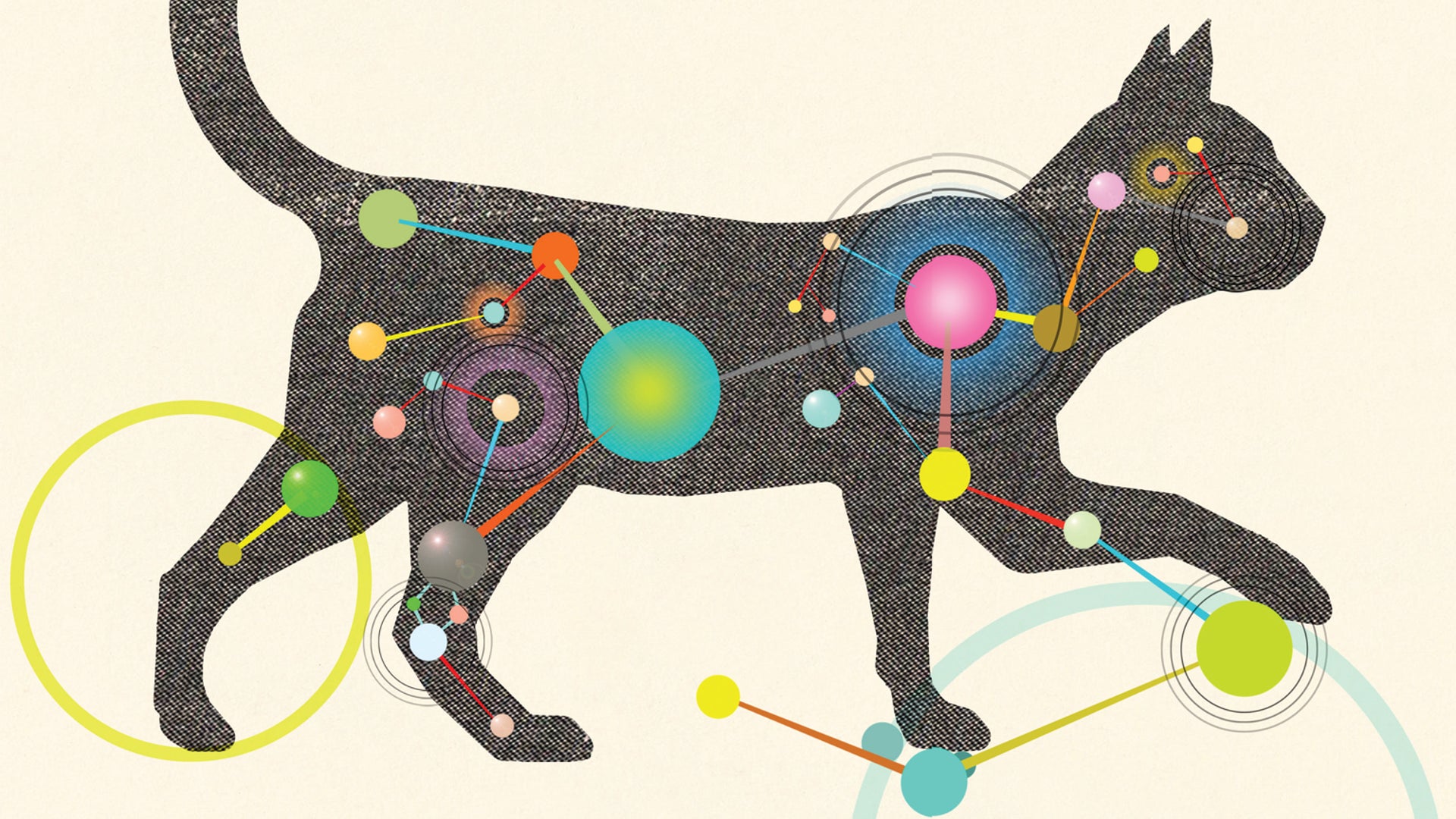 The Inner Life of Cats | Scientific American