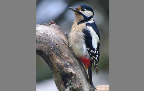 Woodpeckers Drum to Their Own Tunes