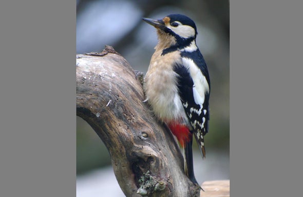 Woodpeckers Drum to Their Own Tunes