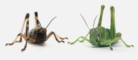 When Grasshoppers Go Biblical: Serotonin Causes Locusts to Swarm