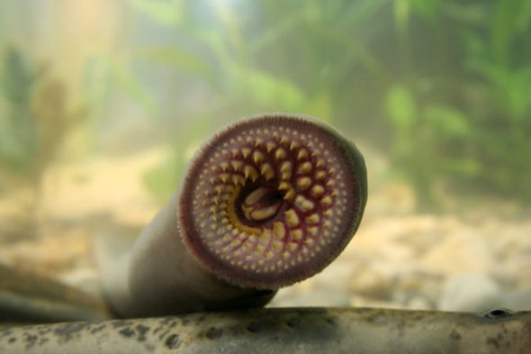 Growth Spurts May Determine a Lamprey's Sex