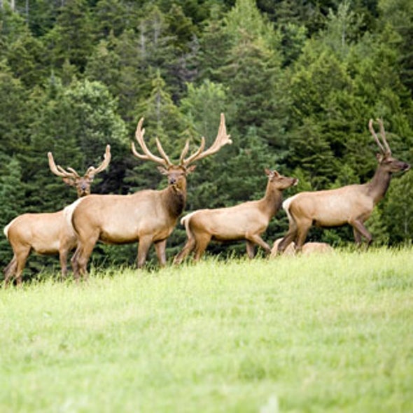 Migrations Disappear and Diseases Jump Species in <i>State of the Wild</i>