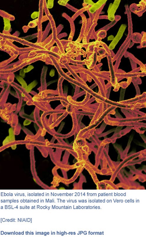 Ebola Virus Not Mutating as Quickly as Feared