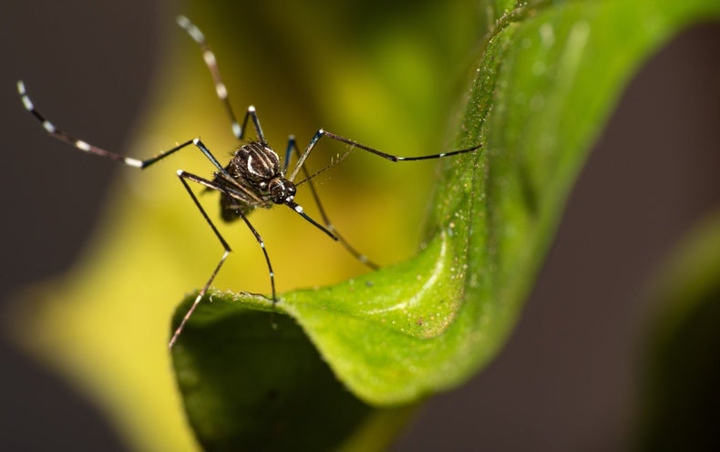 Heat Waves Could Kill Off Human-Bred Mosquitoes